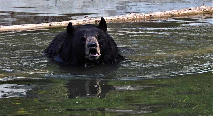 bear playing in pond